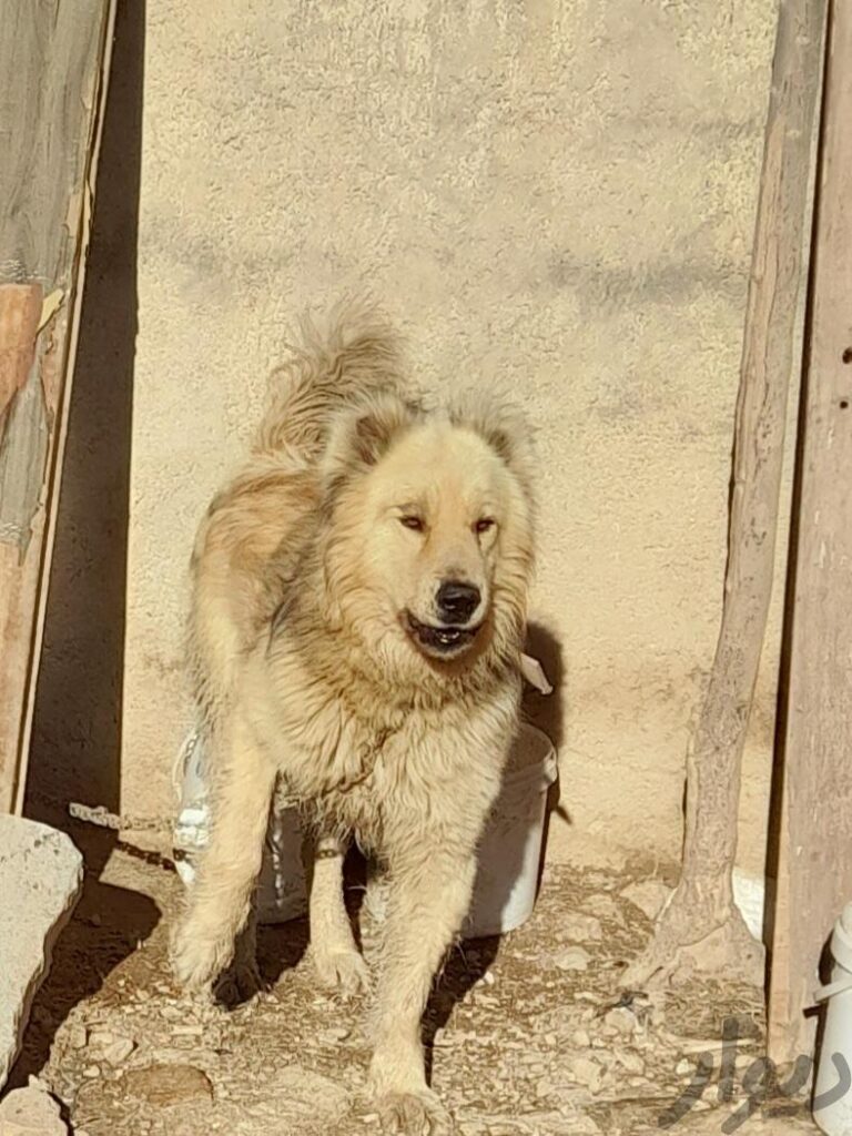 سگ گله ونگهبان