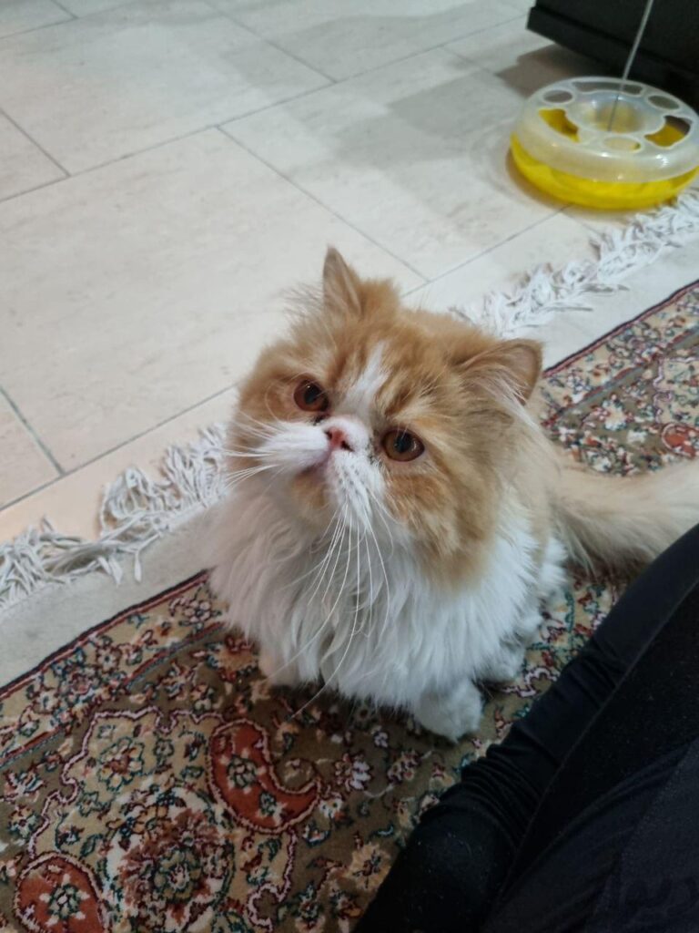 واگذازی گربه پرشین با لوازم