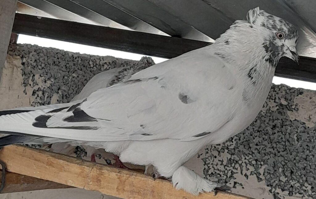 کبوتر پرشی ۴تا نر صحیح و سالم دونه ای ۱۲۰