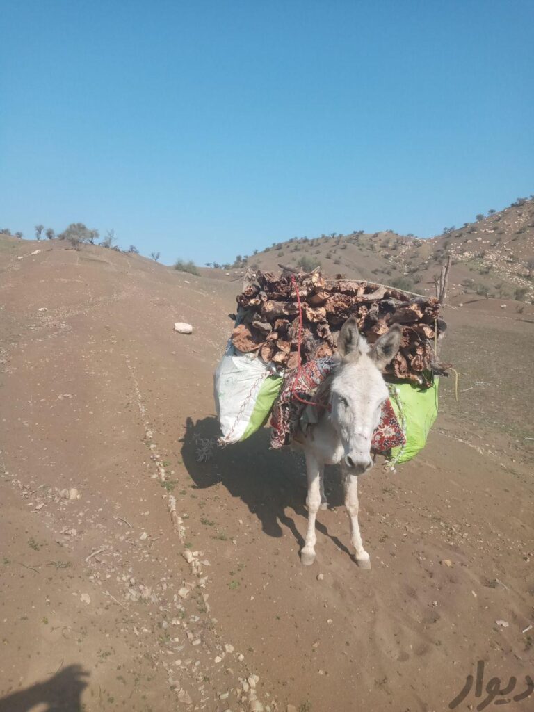 خر ماده یا الاغ