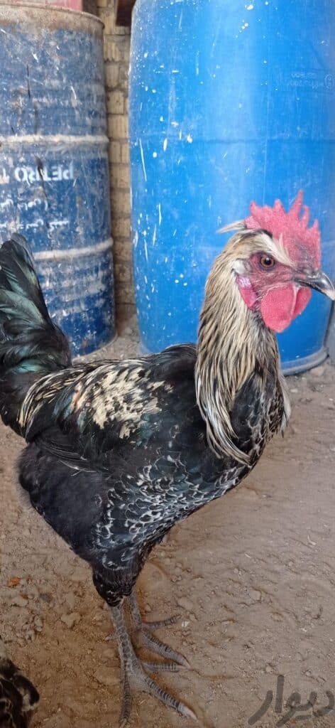 مرغ وخروس محلی اصل