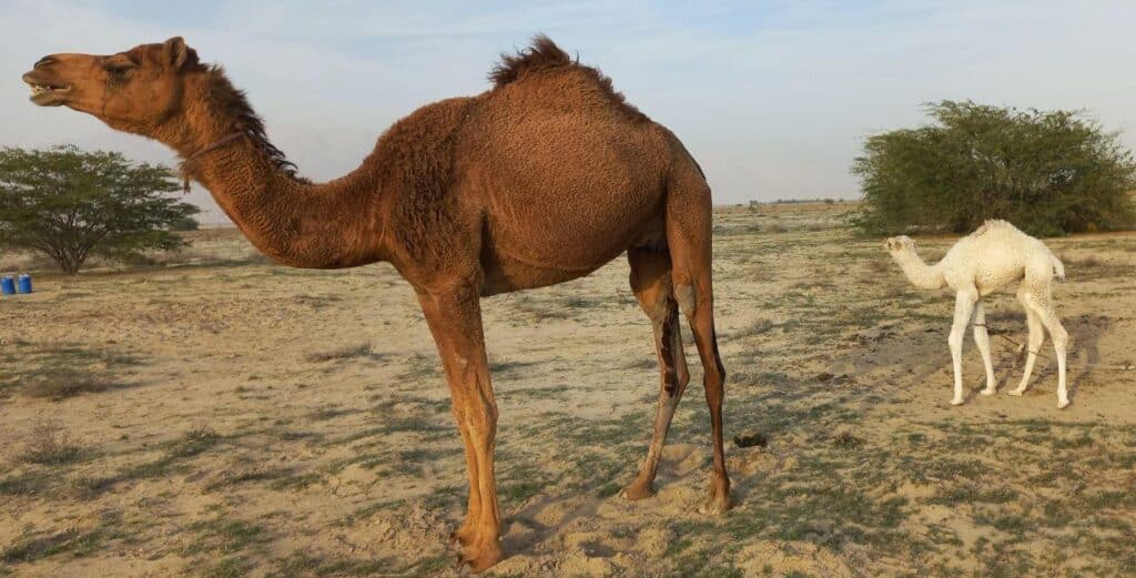 شتر زه دوم باکوات ماده