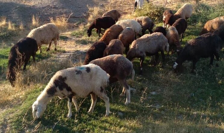 گوسفندزنده مغان افشار کردستان پرواری گوشتی و مرغوب