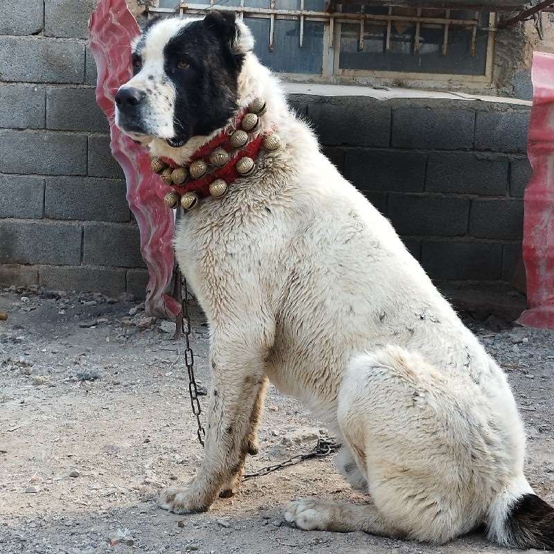 سگ خراسانی