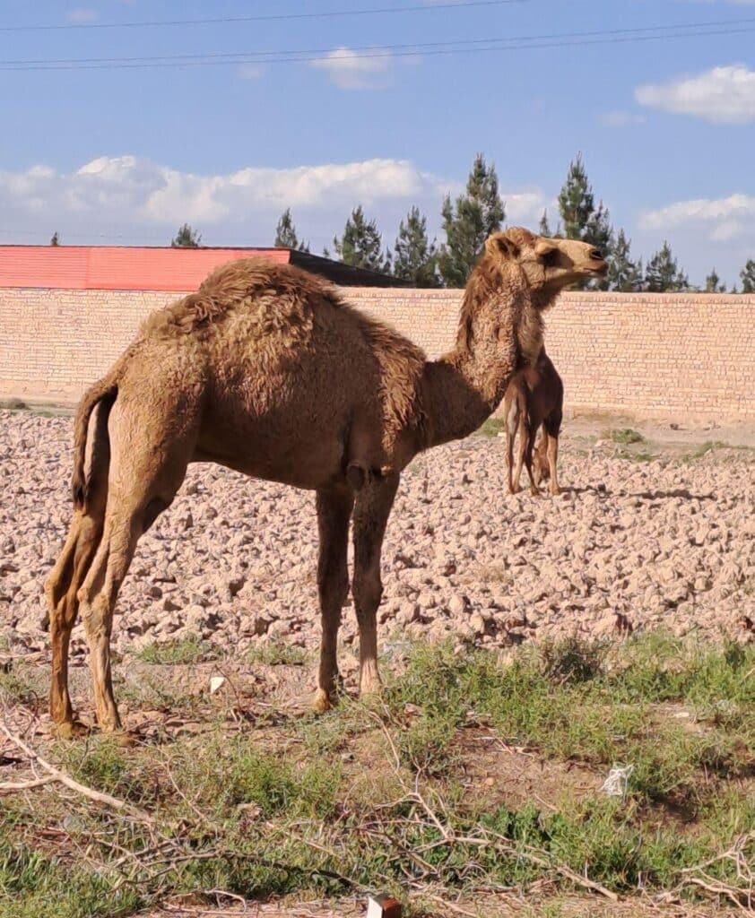 شتر چاق