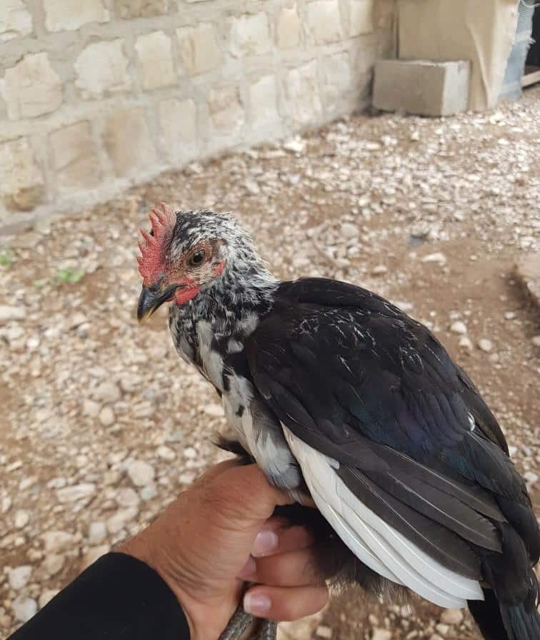 جوجه گلین اصیل