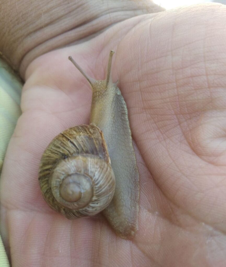 حلزون رومی (helix pomatia)