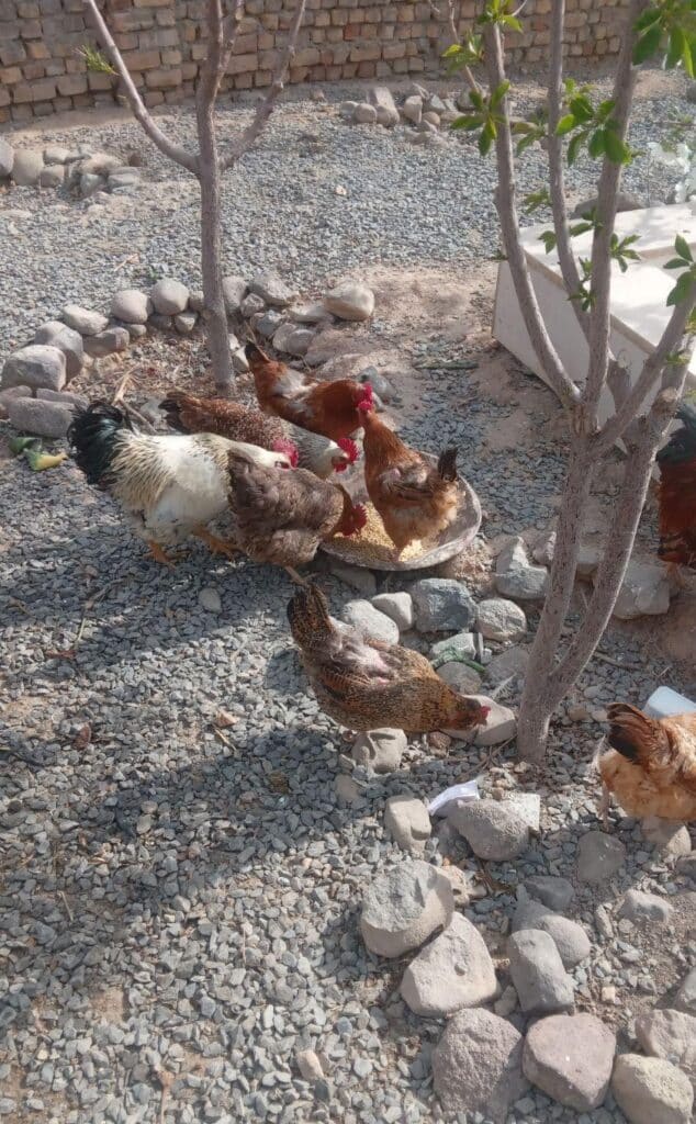 تعداد دو عدد خروس و ۱۸ عدد مرغ تخمی