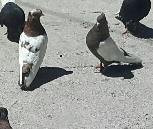 کبوتر عراقی سینه ای