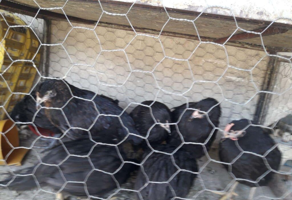 جوجه فروشی