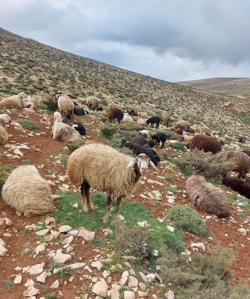 میش بره