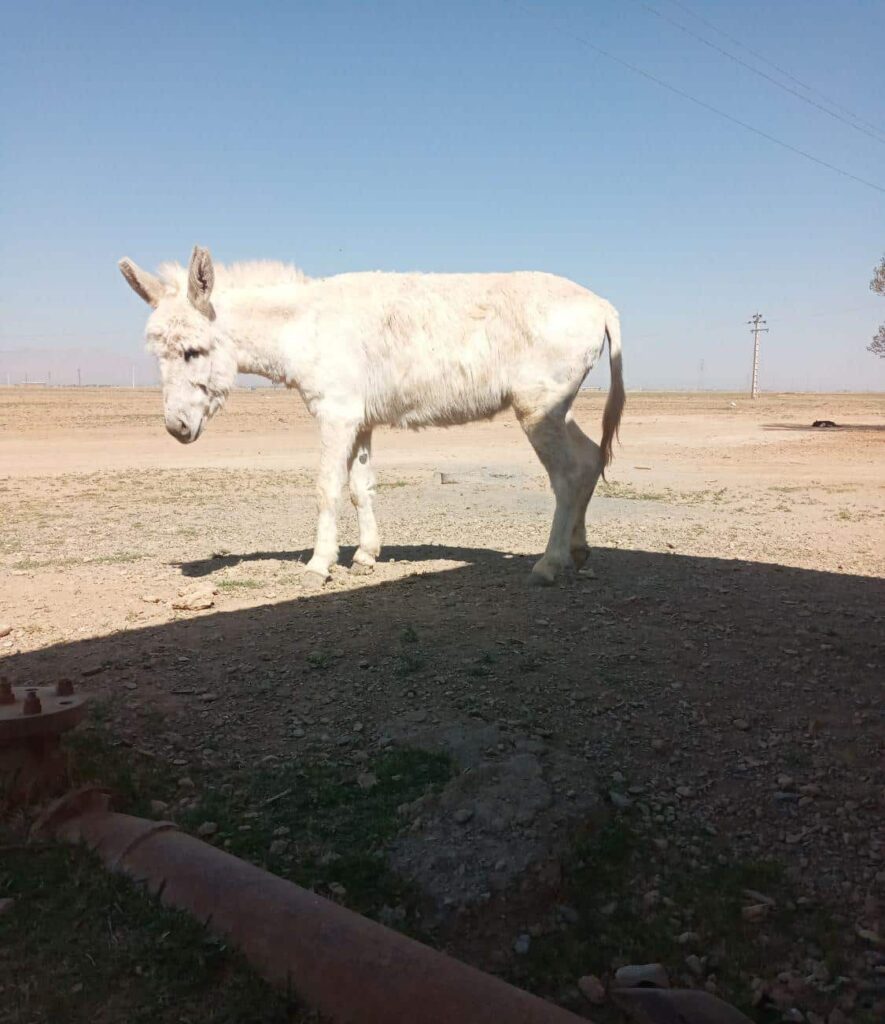 خرگله ای جوان وسالم به شرط گله گردی اخته هم هست