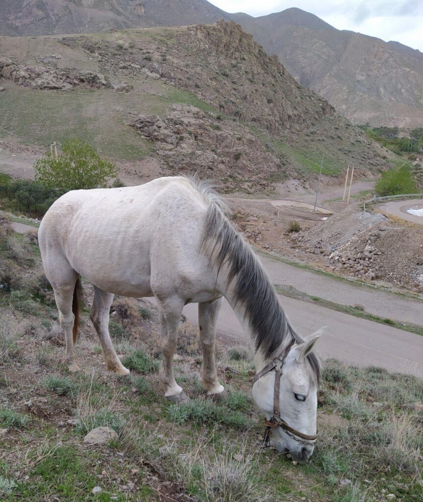 اسب فروشی