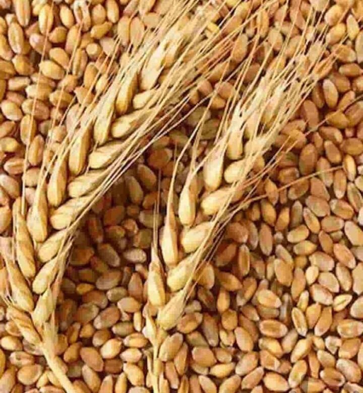 فروش گندم