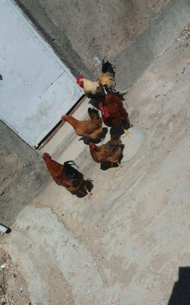 فروش دوعدمرغ جوون