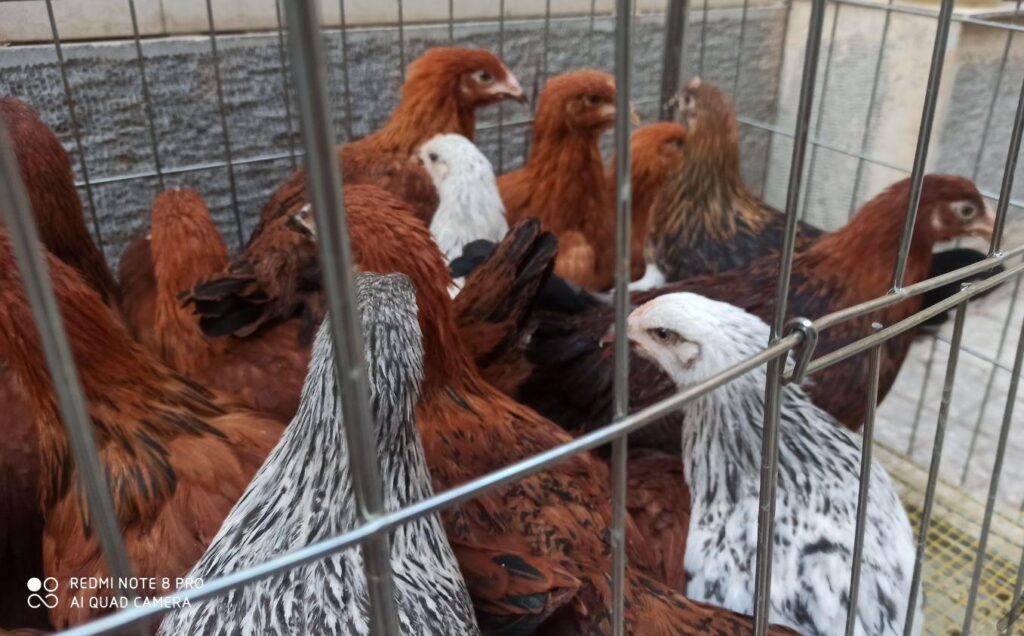 مرغ چهارماهه