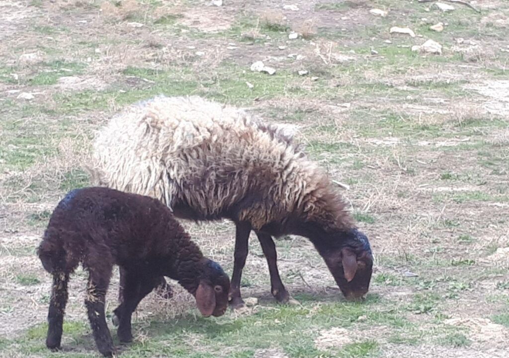 میش بره جوان