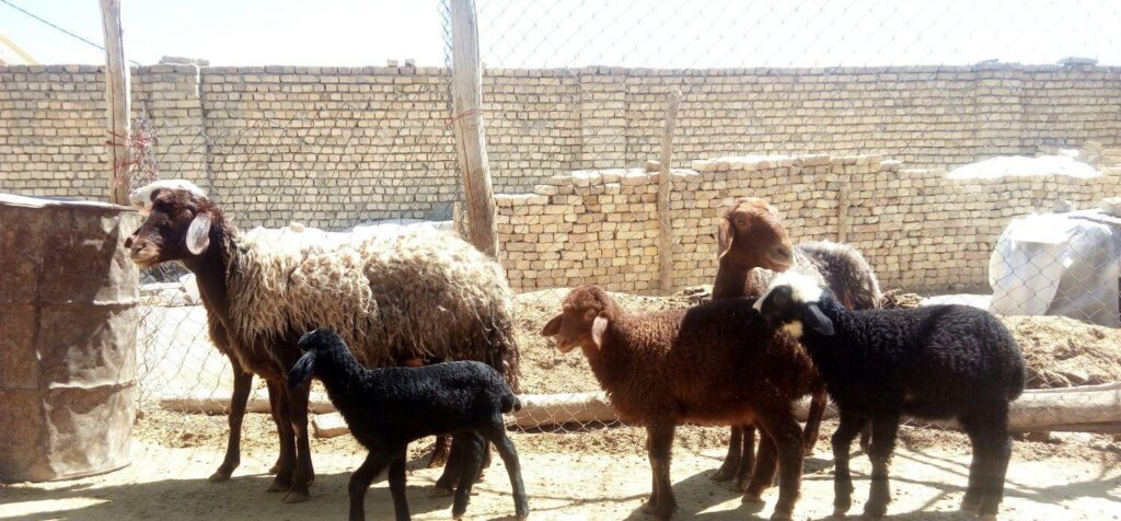 شیشک با بره بزرگ