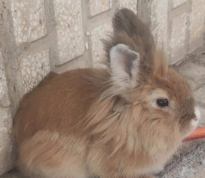 خرگوش لوپی رنگ زرد خوشگل بلدرچین دوتا نرو ماده