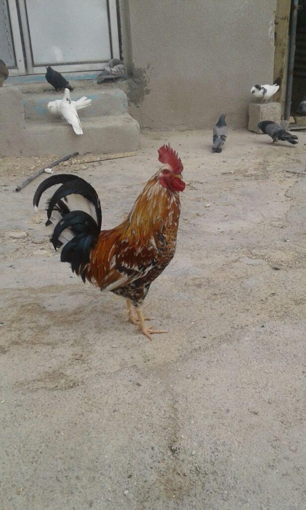 مرغ و خروس