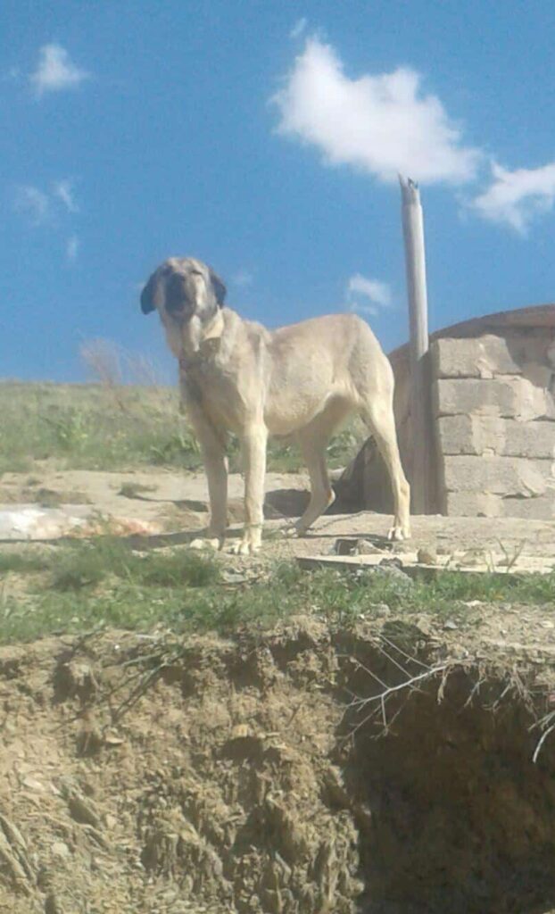 واگذاری ماده پژدر یک ساله