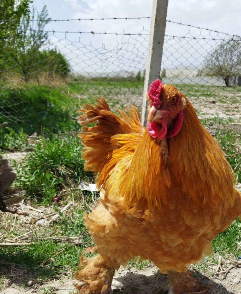 خروس برهما