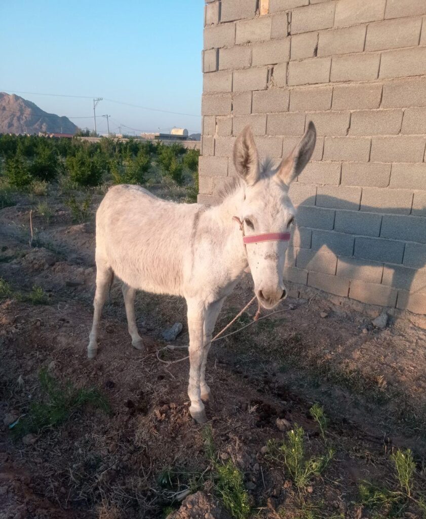 2عدد خر الاغ ماده