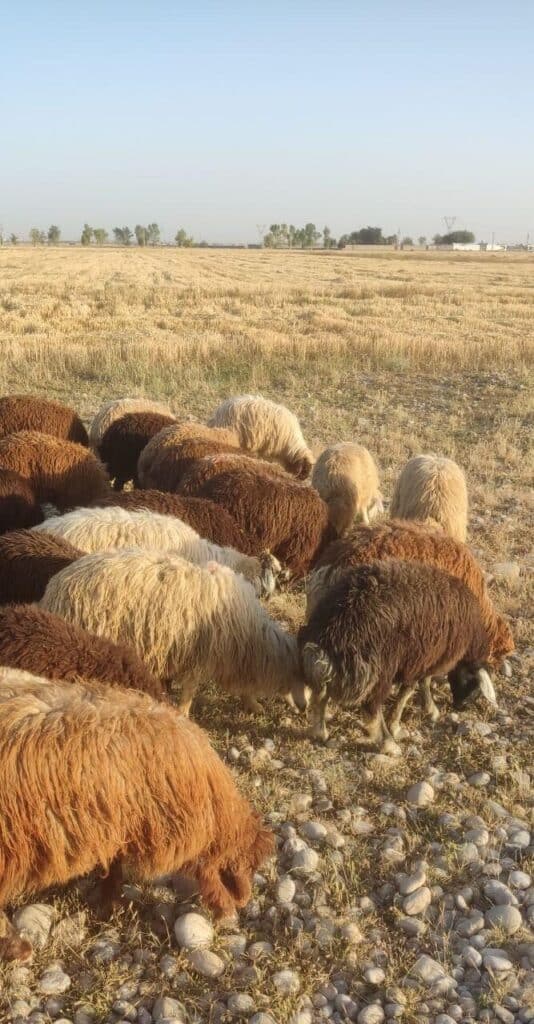 بره نر