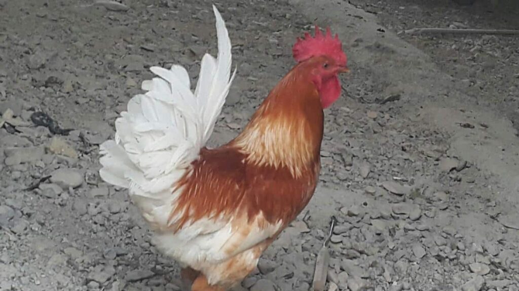 خروس