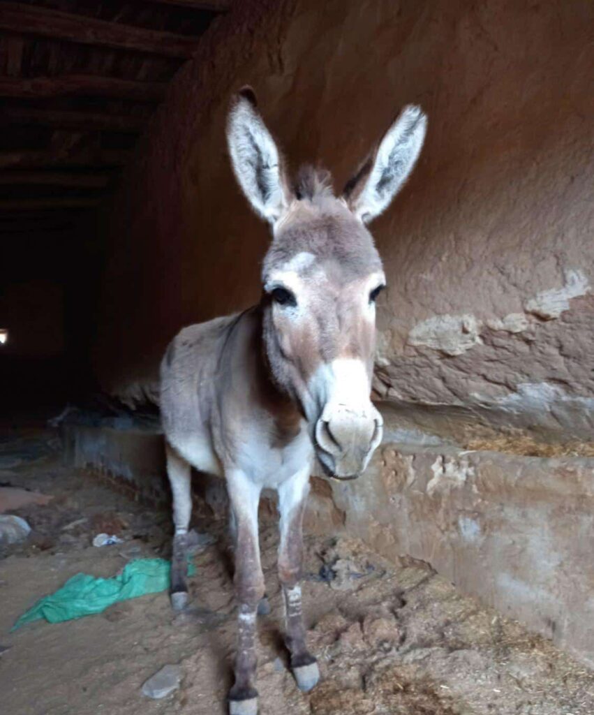 خر،الاغ گله ای