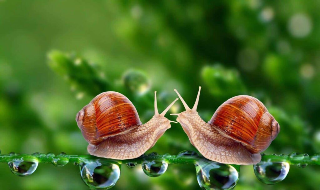 پرورش حلزون باسرمایه کم خانگی