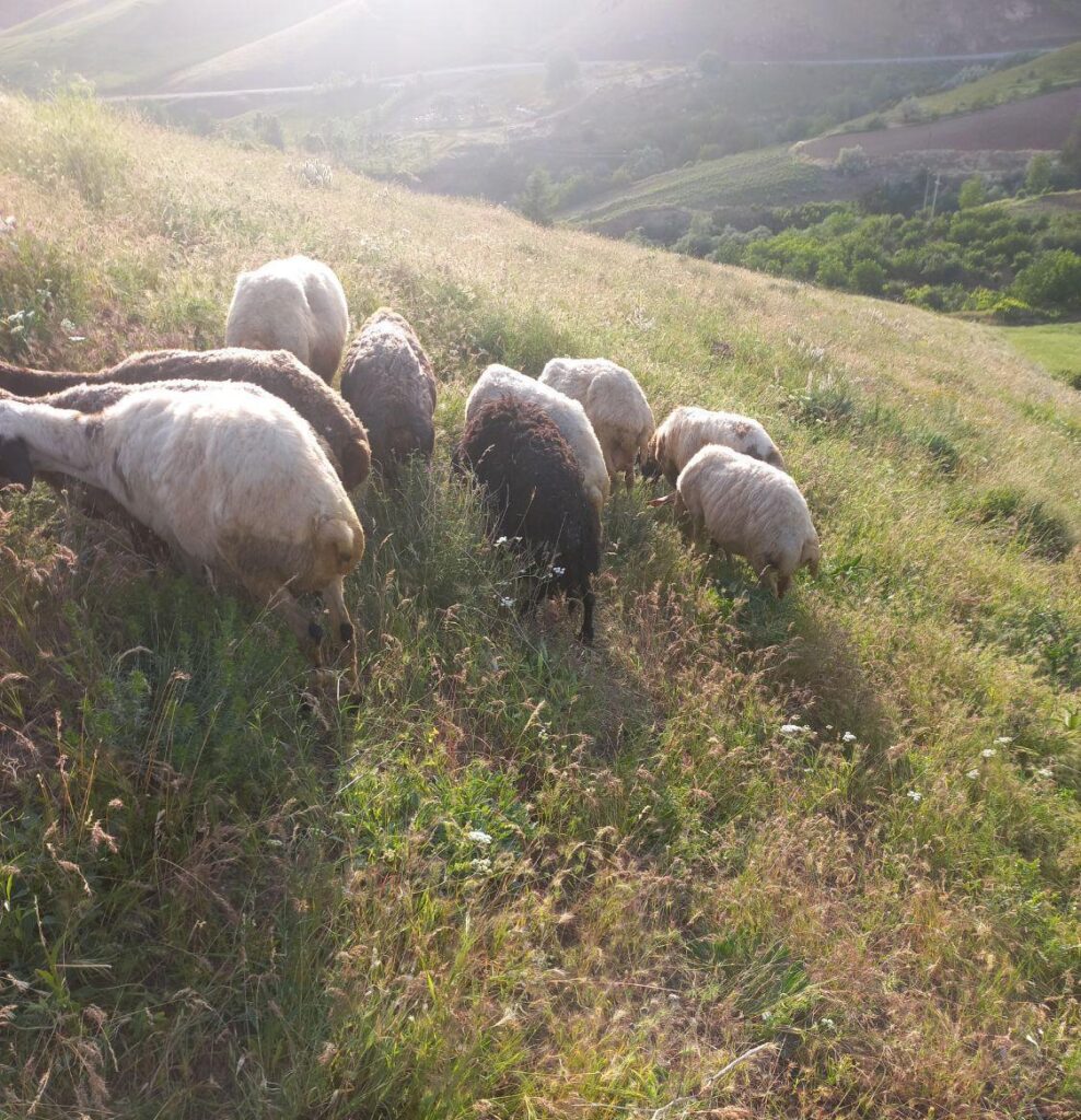 گوسفند گوشتی برای مصرف خانواده