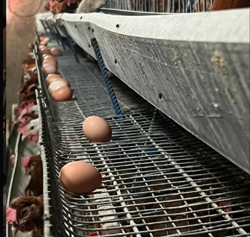 قفس منبری مرغداری برای مرغ بومی و صنعتی