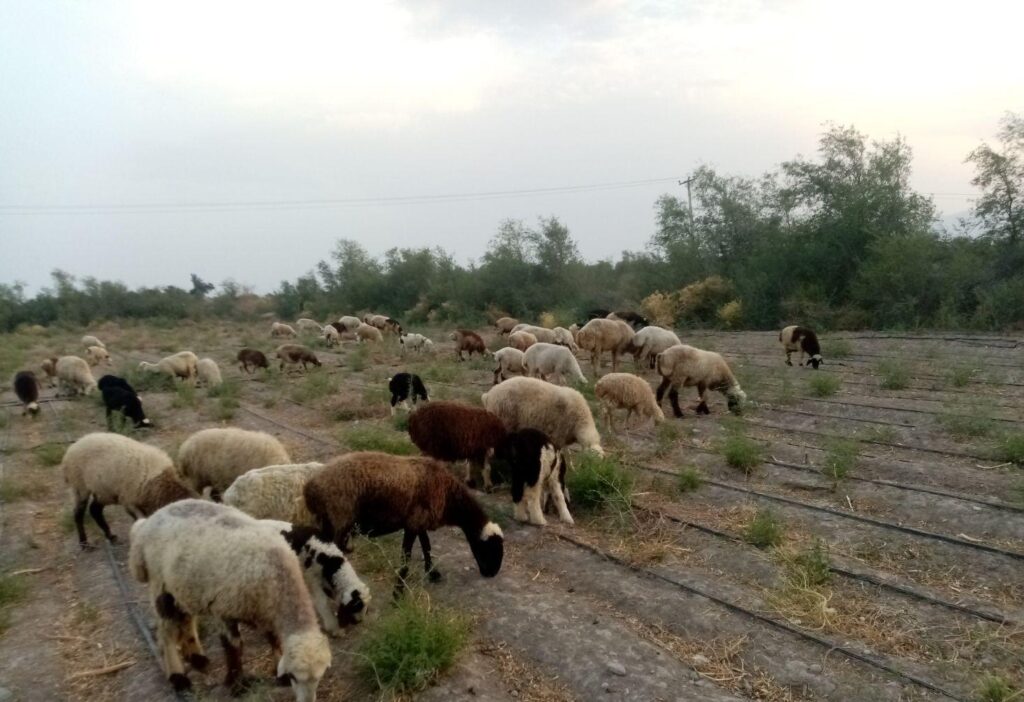 فروش گله ی میش همگی باهم