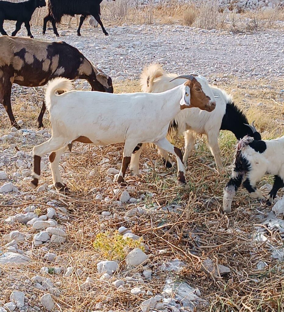 باسلام فروش بز دقایقی پیش در بوشهر