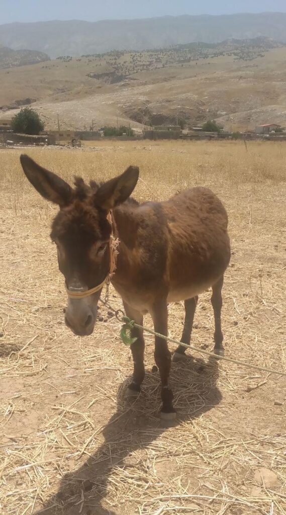 خر باری
