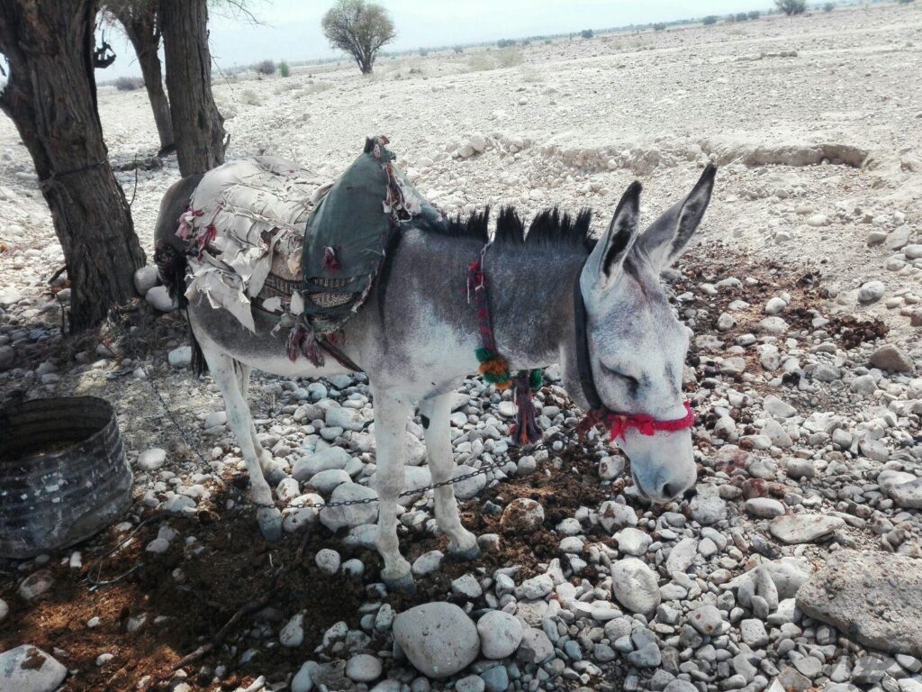 خر سواری