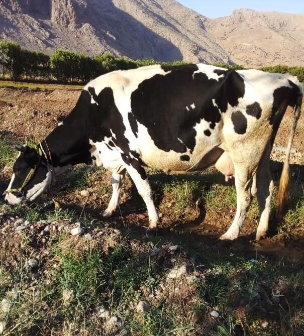 گاو ‌هلشتان شیری دوقلو زا با گوساله نر و ماده