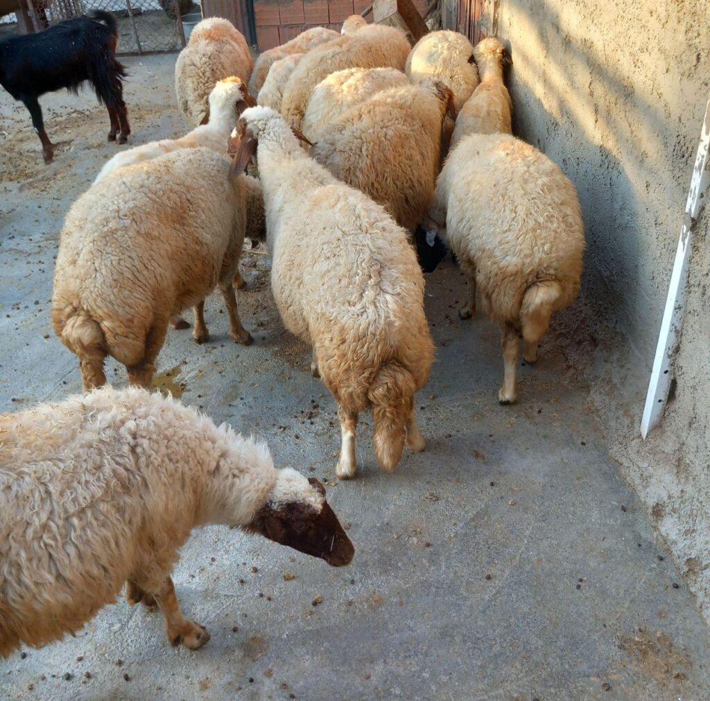 گوسفند داشتی