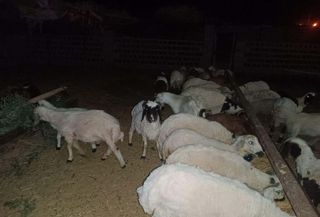 بره محلی