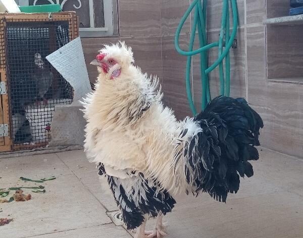 خروس