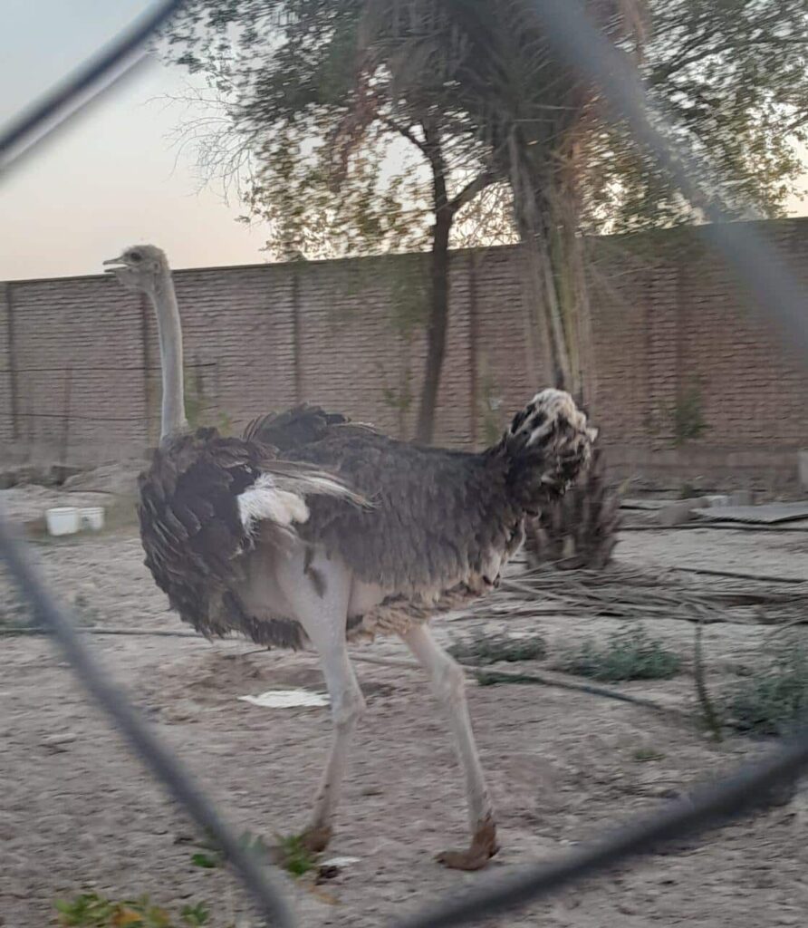 یه جفت شترمرغ چاق مناسب کشتاری