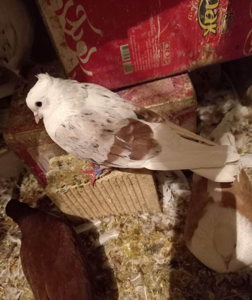 کبوتر چهارجفت کردار فرش