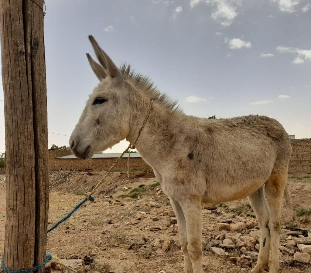 خر یا الاغ نروماده