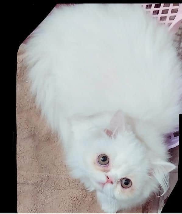 گربه پرشین
