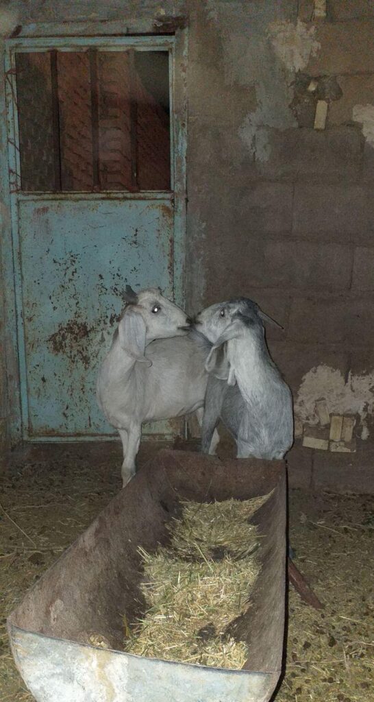 دو عدد کره پاکستانی جمل