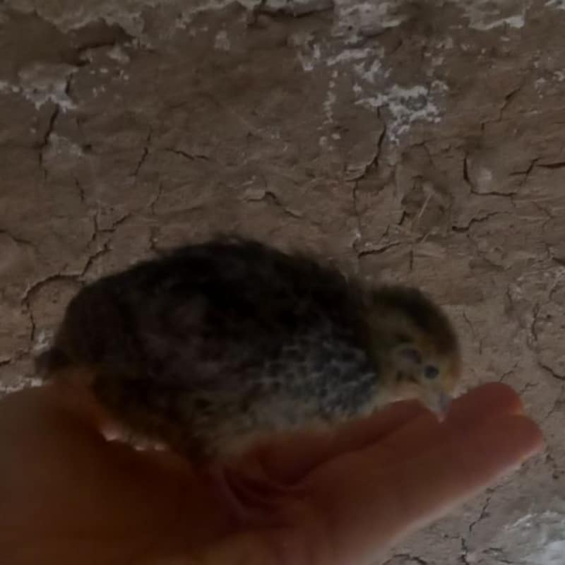 جوجه بلدرچین