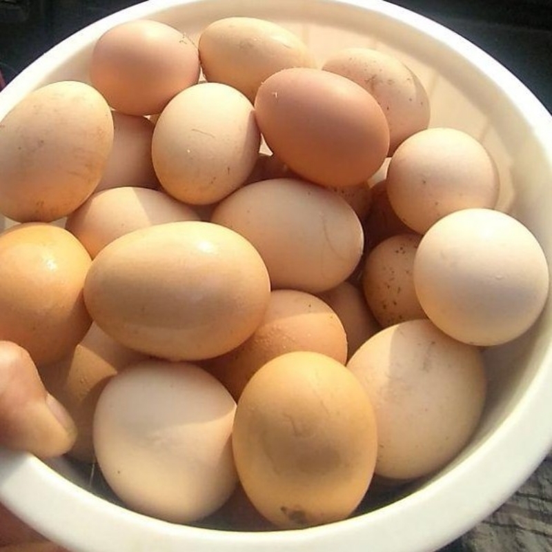 تخم مرغ محلی تازه