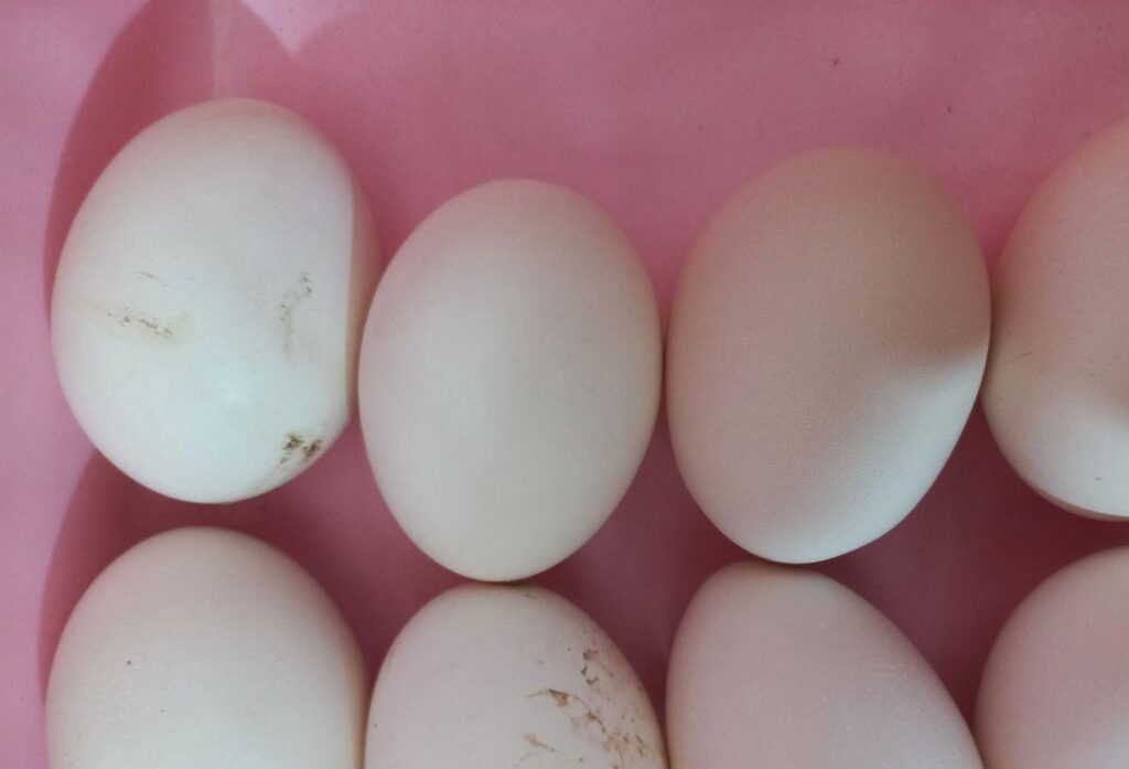 تخم مرغ گلین