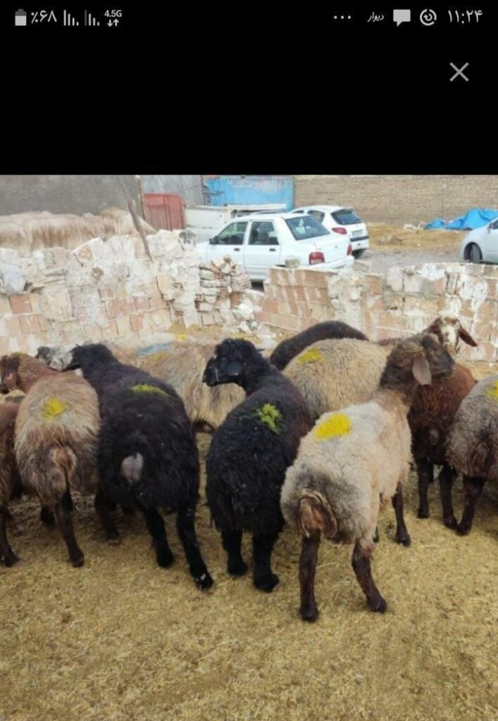 گوسفند گوشتی جهت قربانی مشعلدار بهر جاده اتوبان